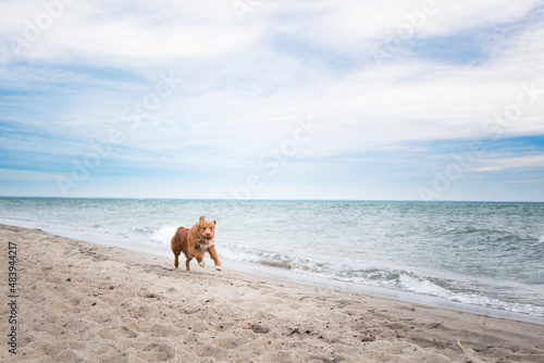 Pies nad morzem