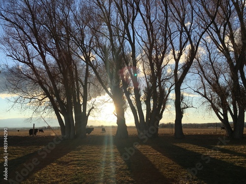 trees in the morning