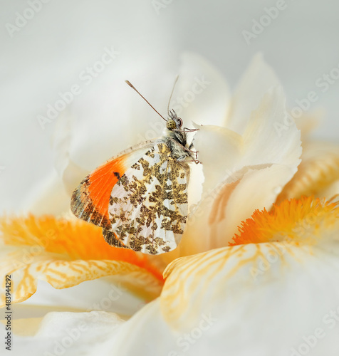 butterfly on a flower