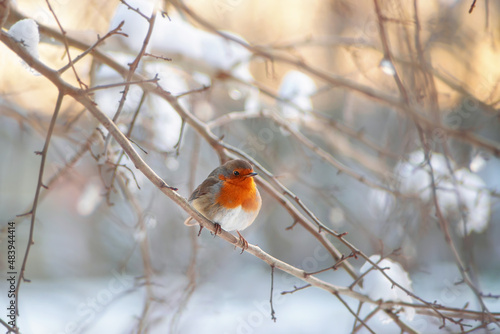 robin on a branch