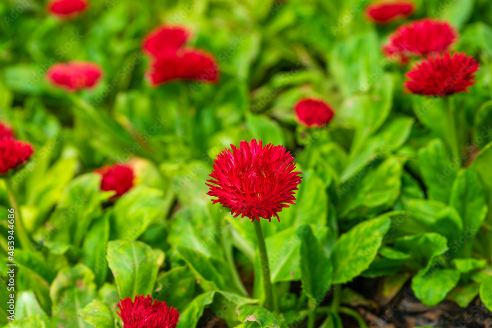 red flowers in the garden