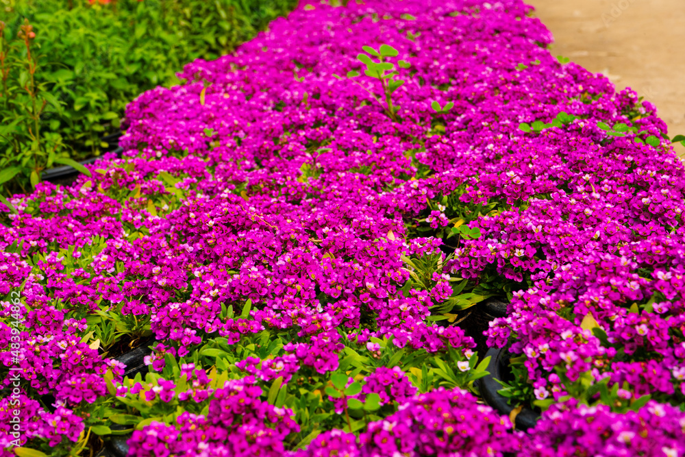 pink and purple flowers pink and purple flowers
