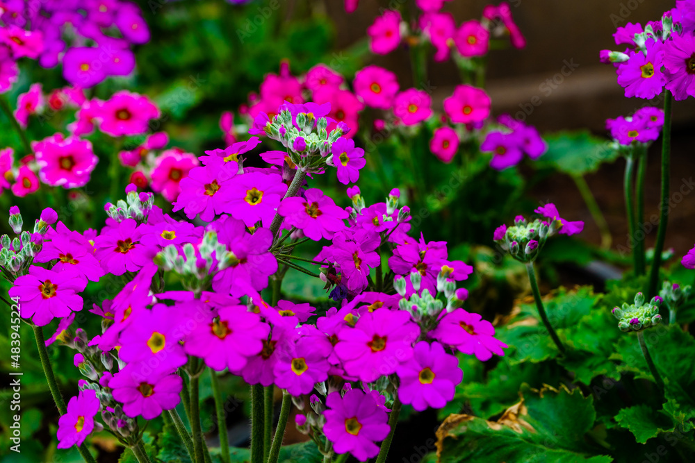 flowers in the garden