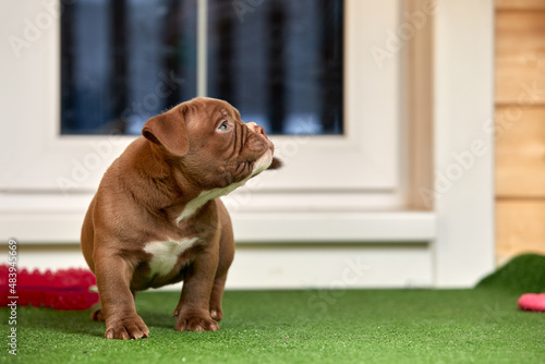 puppy on the green grass, American bully puppy dog, Pet funny and Cute