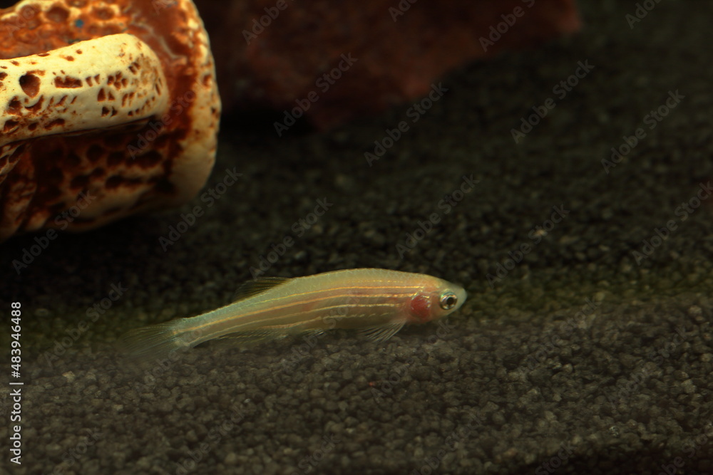 Fototapeta premium fishes in aquarium