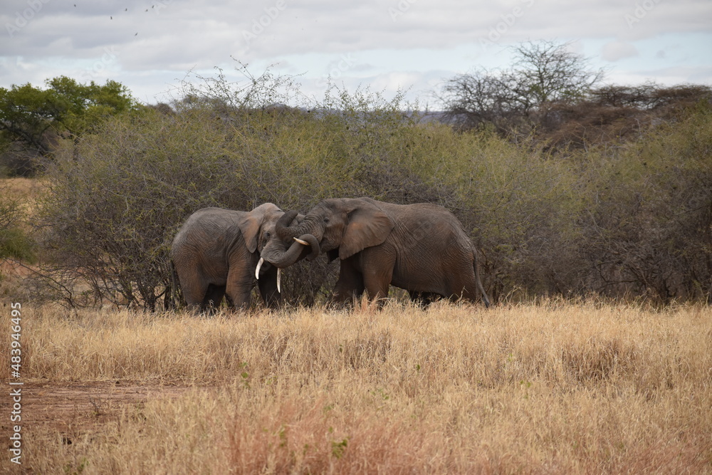 elephants