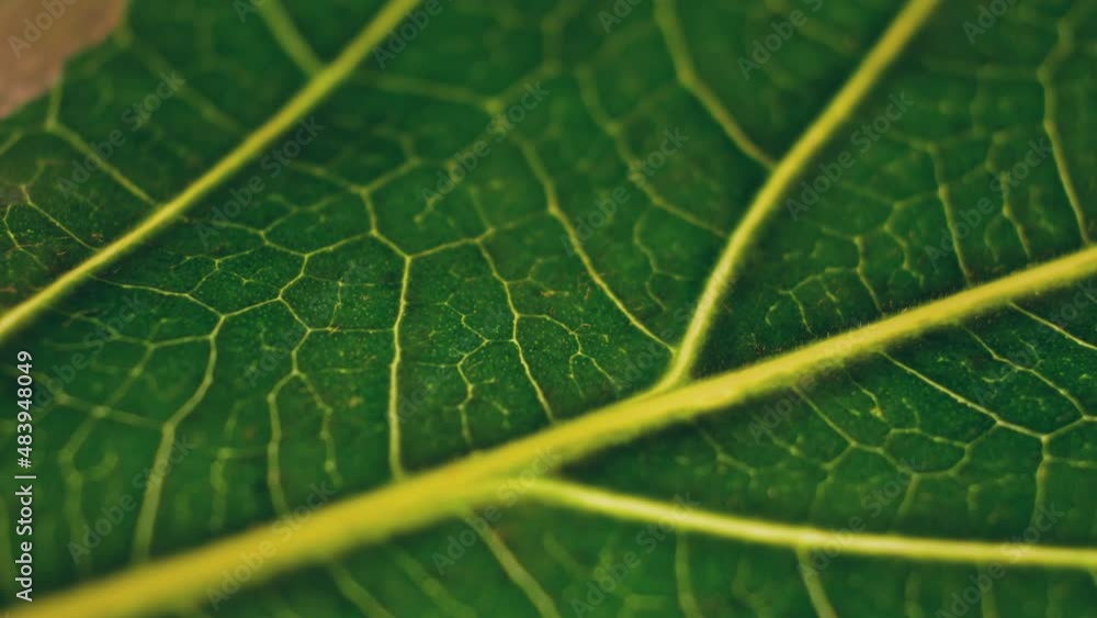 The incinerating sun dries up a large ficus leaf. Nature background footage in 4K resolution. Contemporary minimal organic leaf pattern in summer sunlight and sun rays. Detailed natural background The incinerating sun dries up a large ficus leaf. Nature background footage in 4K resolution. Contemporary minimal organic leaf pattern in summer sunlight and sun rays. Detailed natural background