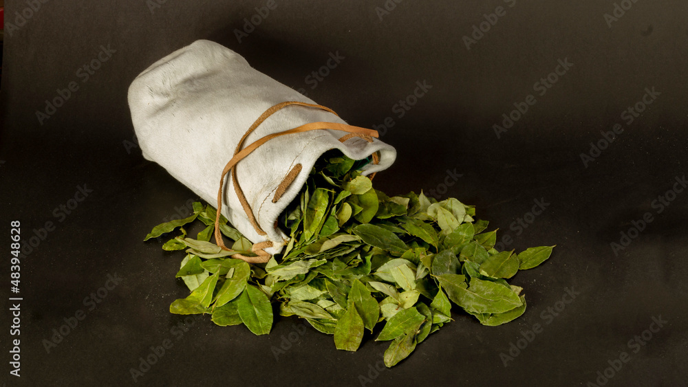 Erythroxylum coca. La COCA no es cocaina. Hojas de COCA secas que