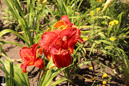 Moses Fire. Luxury flower daylily in the garden close-up. The daylily is a flowering plant in the genus Hemerocallis. Edible flower. photo