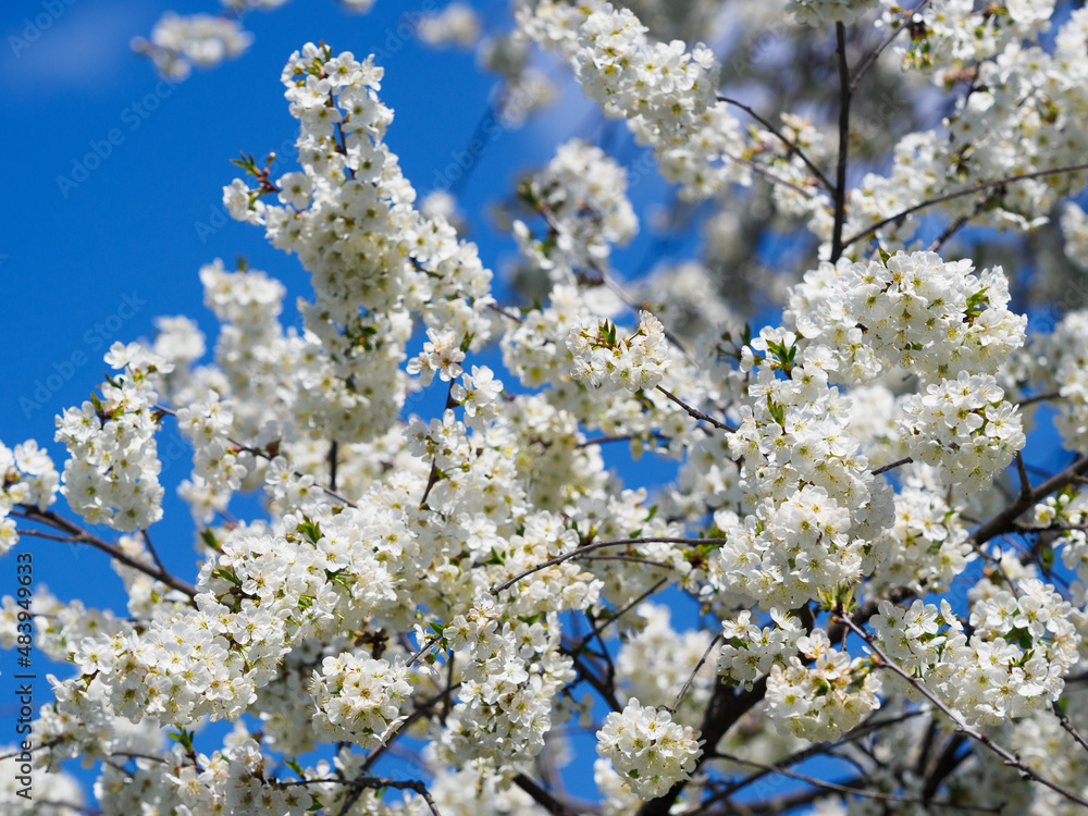 White blooming cherry blossoms in an orchard in spring White blooming cherry blossoms in an orchard in spring
