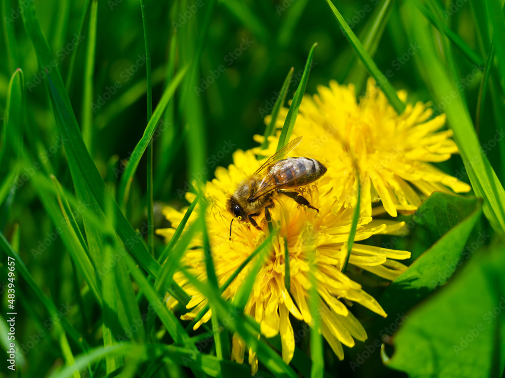 The bee collects honey and pollen from the dandelion The bee collects honey and pollen from the dandelion