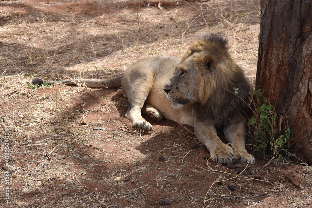 male lion male lion