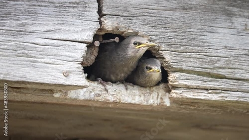 Young starling birds peak out from a barn rafter.