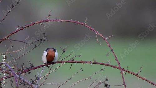 Woodchat shrike Lanius senator in natural habitat perched on branch, and eats a beetle. photo
