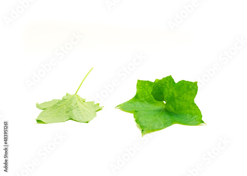 Two young lobed luffa or loofah leaves with long petioles (stalk) isolated on white edible Luffa aegyptiaca photo