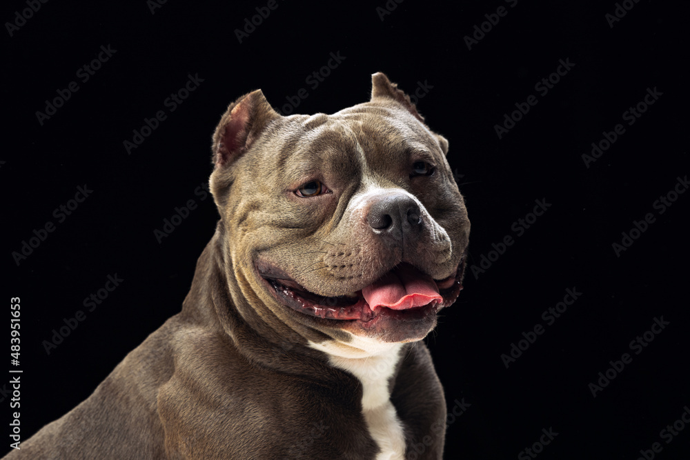 Close-up chocolate color purebred dog, staffordshire terrier looking at camera isolated over black studio background. Concept of animal care
