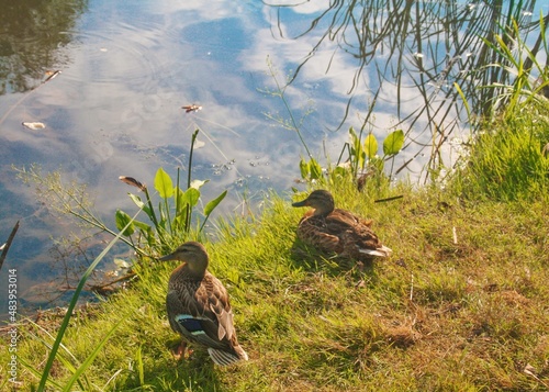 duck in the grass and lake