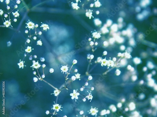 gipsophila paniculata