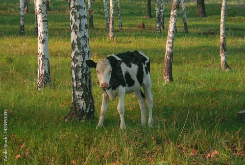 cow in the field