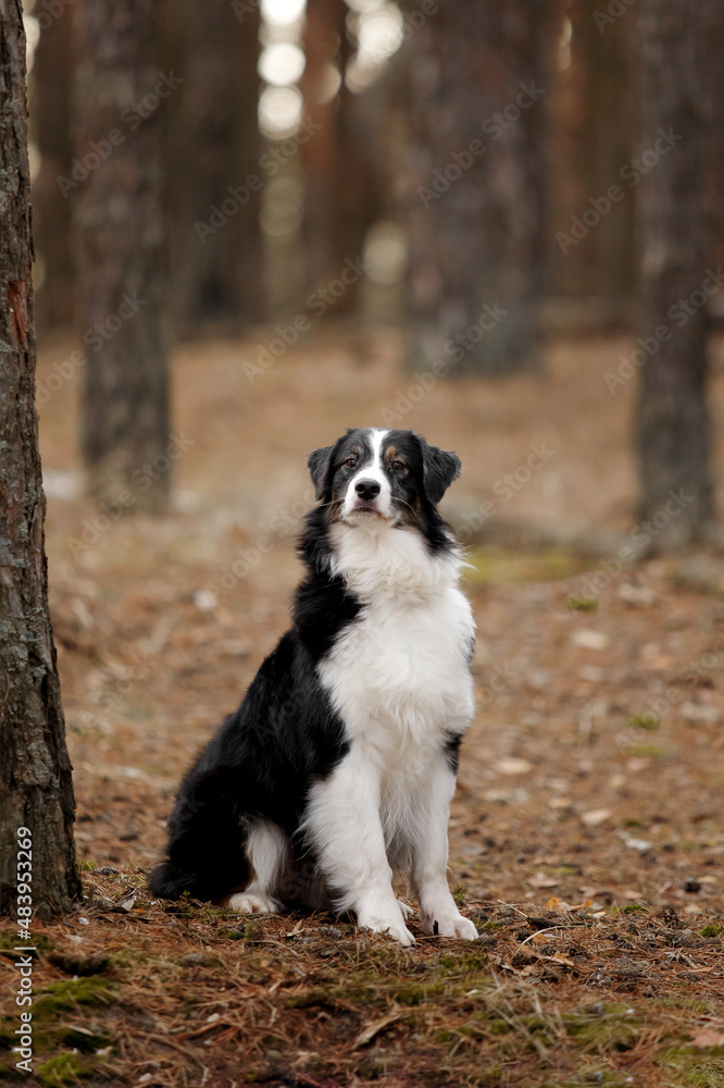 Dog at the forest. Australian shepherd dog sitting. Pet walk. Domestic pet outdoor. Dog on nature