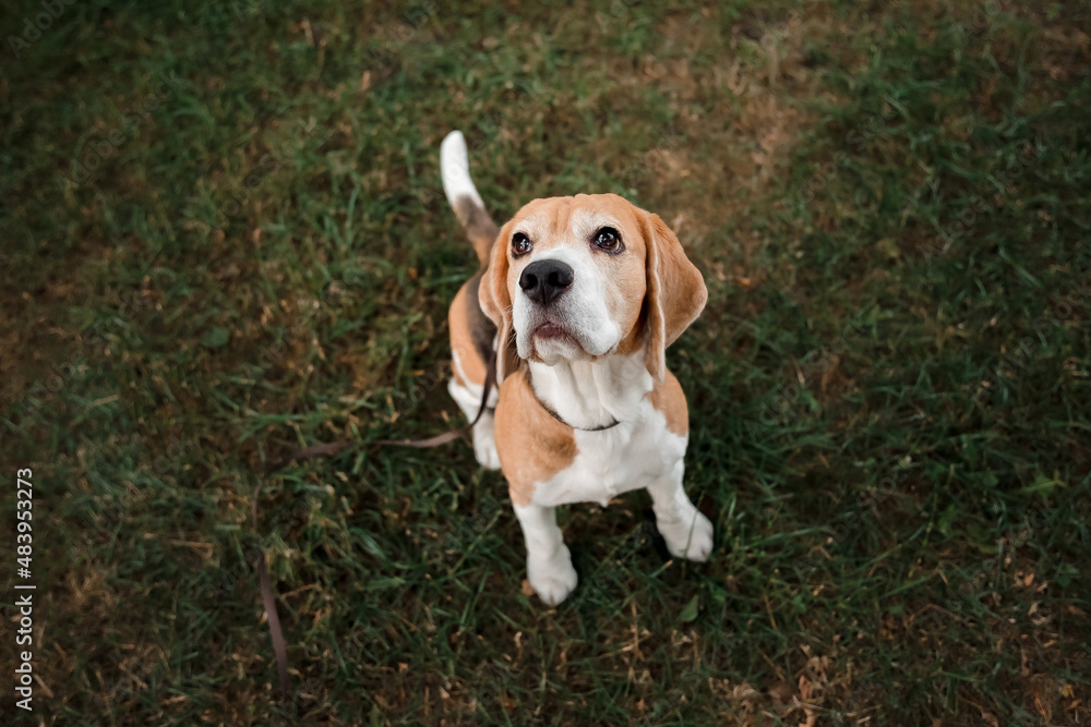 Dog looking up. Beagle breed dog outdoor in summer