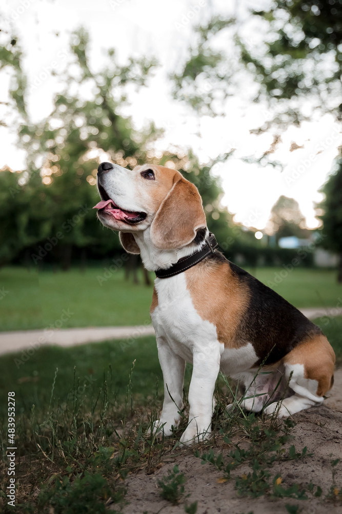 Dog walkling in the park. Beagle breed dog outdoor in summer
