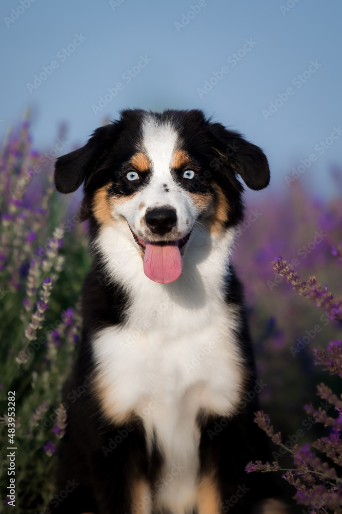 Puppy with tongue hanging out in lavender field. Miniature American Shepherd breed dog.