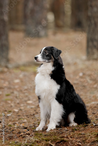 Dog at the forest. Australian shepherd dog sitting. Pet walk. Domestic pet outdoor. Dog on nature