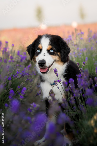 Puppy with tongue hanging out in lavender field. Miniature American Shepherd breed dog.