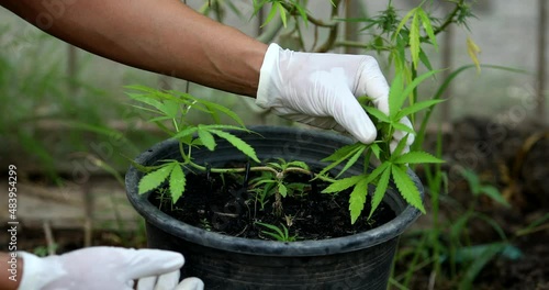 The expert scientist with gloves checking cannabis plants in a greenhouse. Concept of herbal alternative medicine, cbd oil, pharmaceptical industry cure various diseases.