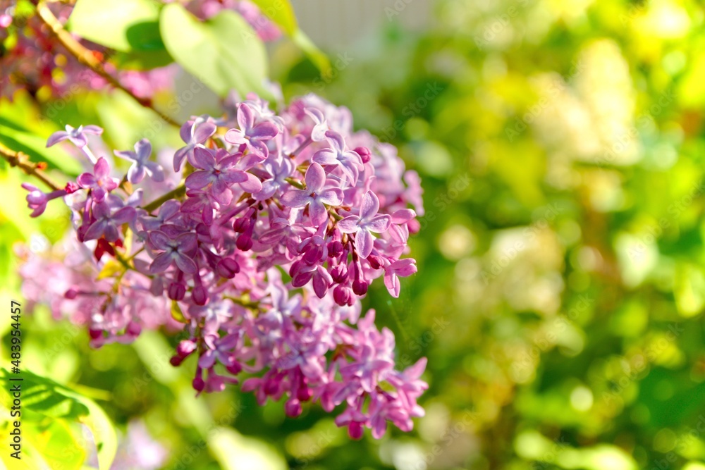Lilac (Syringa Vulgaris) on a Sunny Summerday. Photograph taken in Uusimaa, Finland. Lilac (Syringa Vulgaris) on a Sunny Summerday. Photograph taken in Uusimaa, Finland.