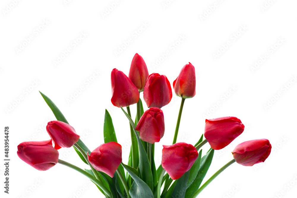 Red buds tulips on white background with space for text. Decoration of valentine day, woman's day Red buds tulips on white background with space for text. Decoration of valentine day, woman's day