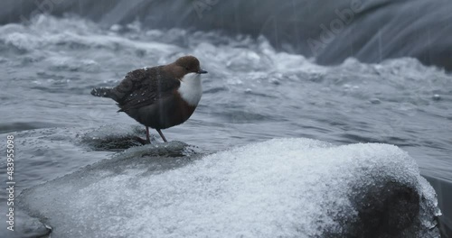 White-throated Dipper - Cinclus cinclus sitting on the stone in the middle of the river, black brown white bird in the water. Singing european songbird in snowy white cold winter time. Rain and snow.