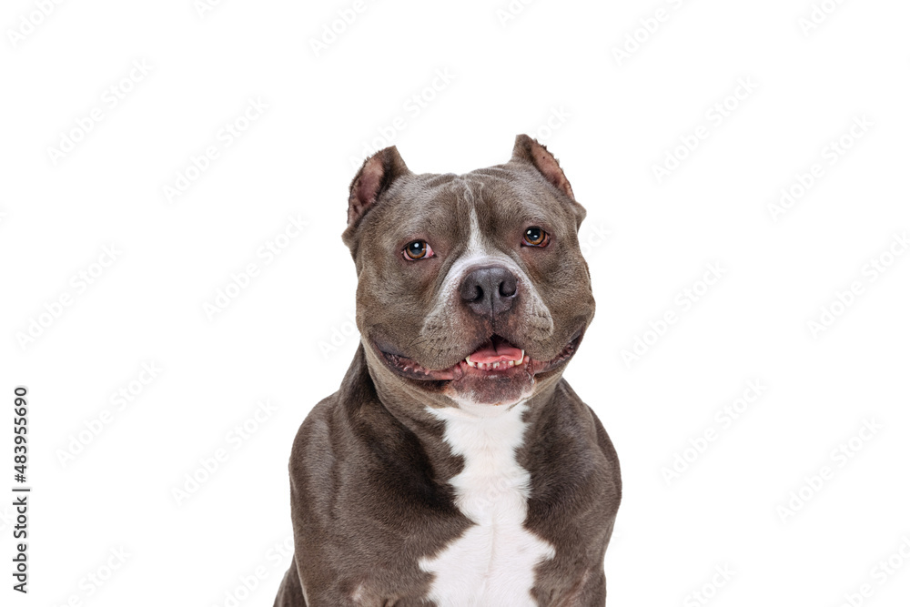 Close-up chocolate color purebred dog, staffordshire terrier looking at camera isolated over white studio background. Concept of animal care