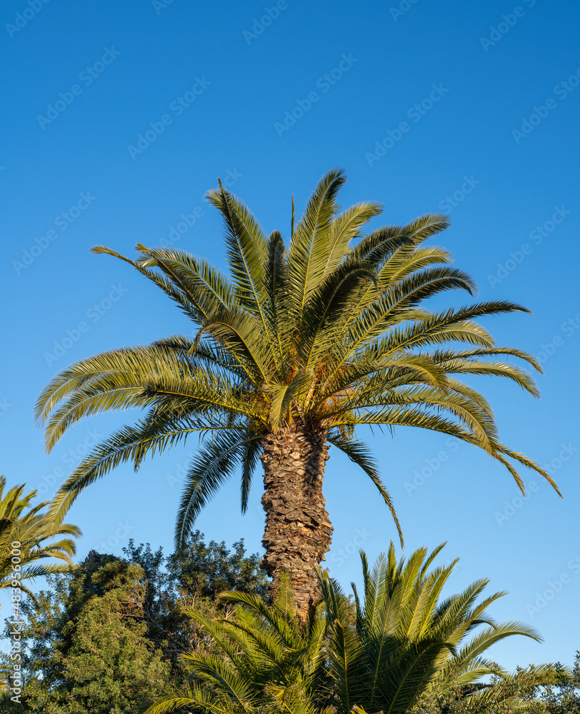 A low angle shot of a palm tree at sunlight