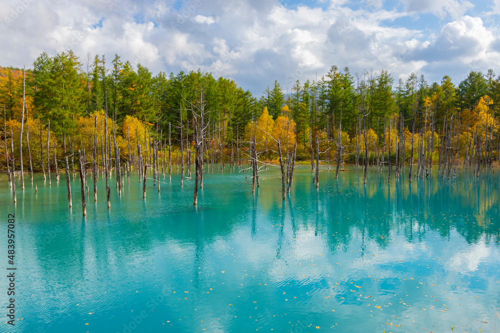 北海道　美瑛の青い池　紅葉の季節