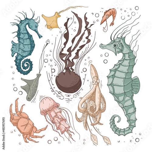 Colored fish set. Sea life set for background and design. Set of colorful hand drawn clams for design. Set of isolated marine inhabitants on a white background. 