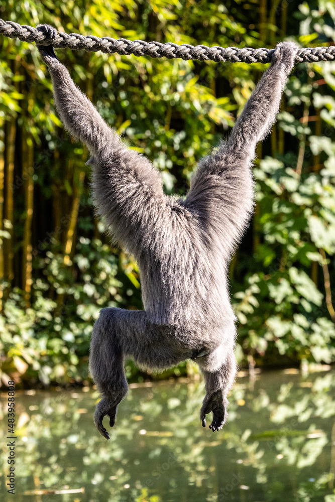 Naklejka premium Silvery gibbon, Hylobates moloch in a German park