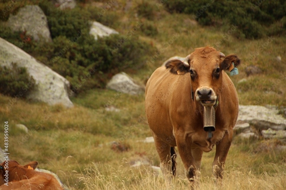 brown mountain cows