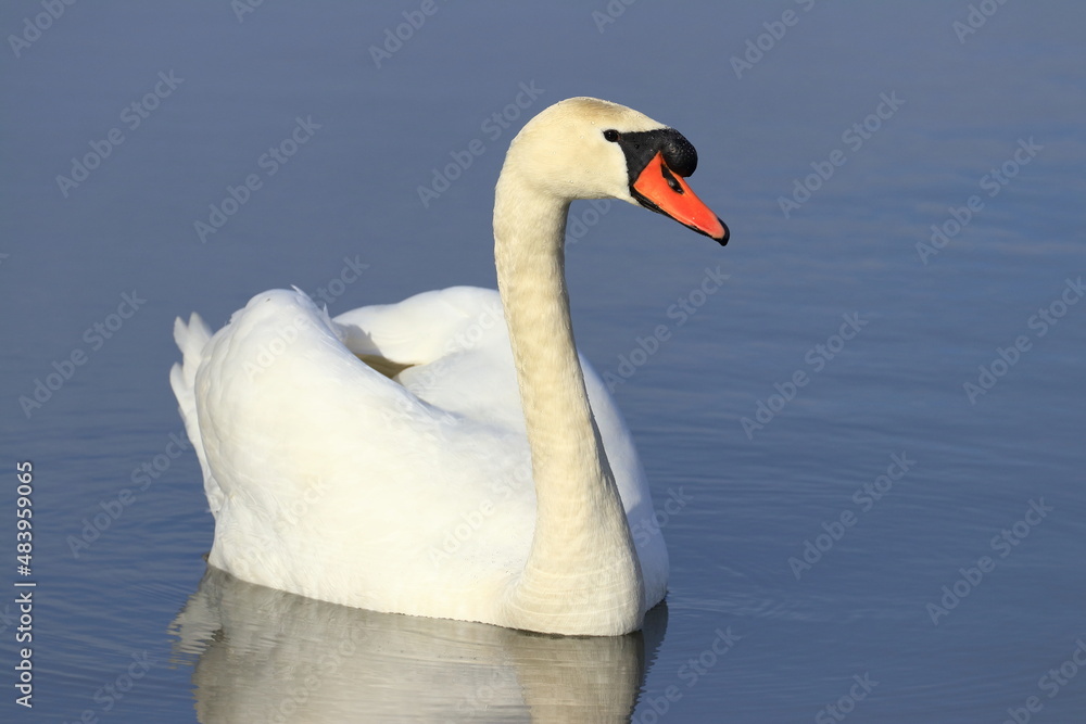 Obraz premium Elegant swan on the lake in winter sunny day