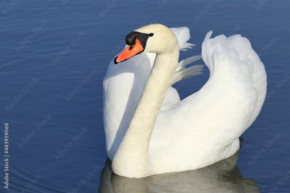 Obraz premium Elegant swan on the lake in winter sunny day