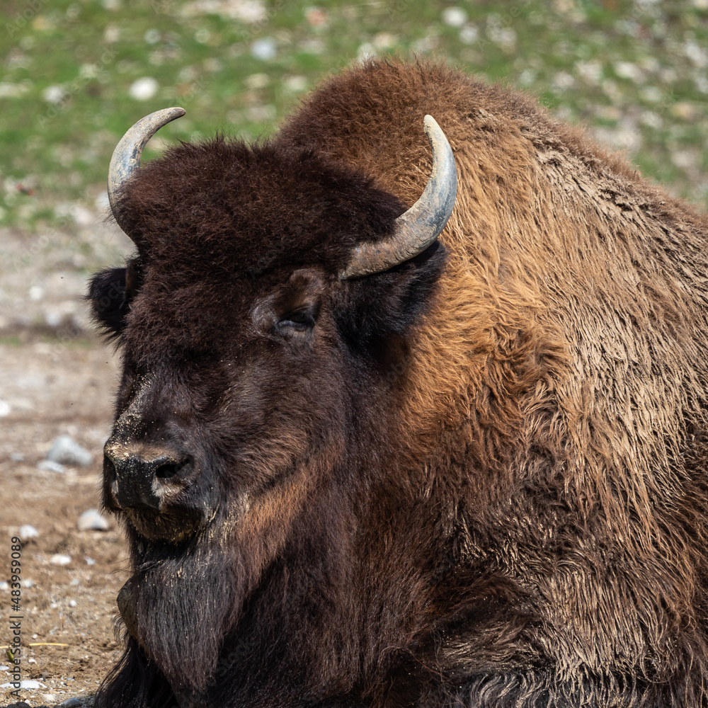 American buffalo known as bison, Bos bison in a german park American buffalo known as bison, Bos bison in a german park