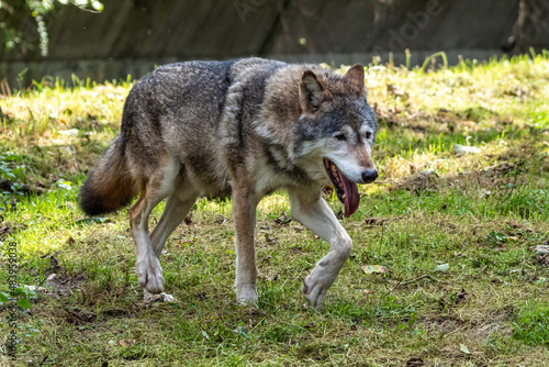 European Grey Wolf  Canis lupus in a german park