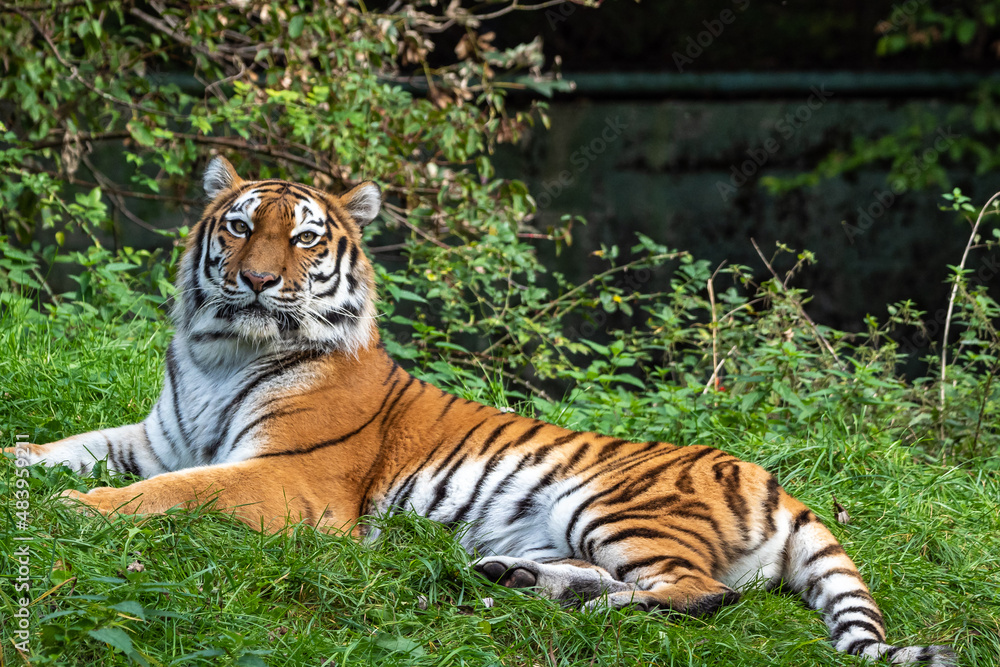 Obraz premium The Siberian tiger,Panthera tigris altaica in a park