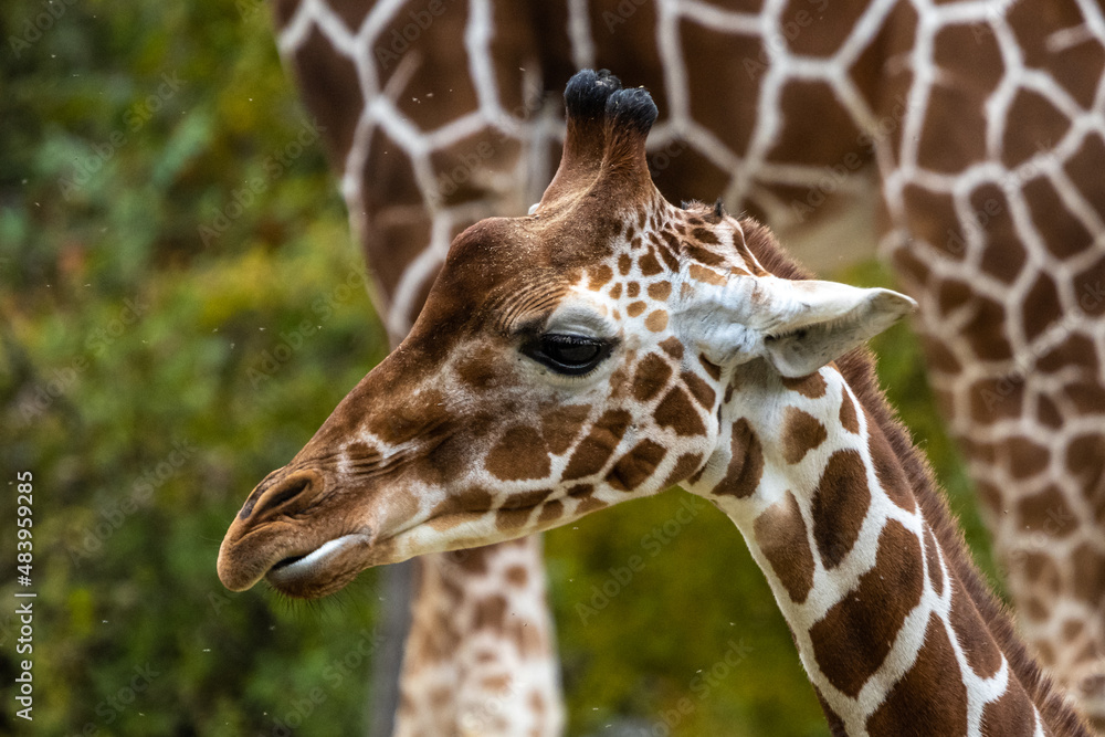 The giraffe, Giraffa camelopardalis is an African mammal The giraffe, Giraffa camelopardalis is an African mammal