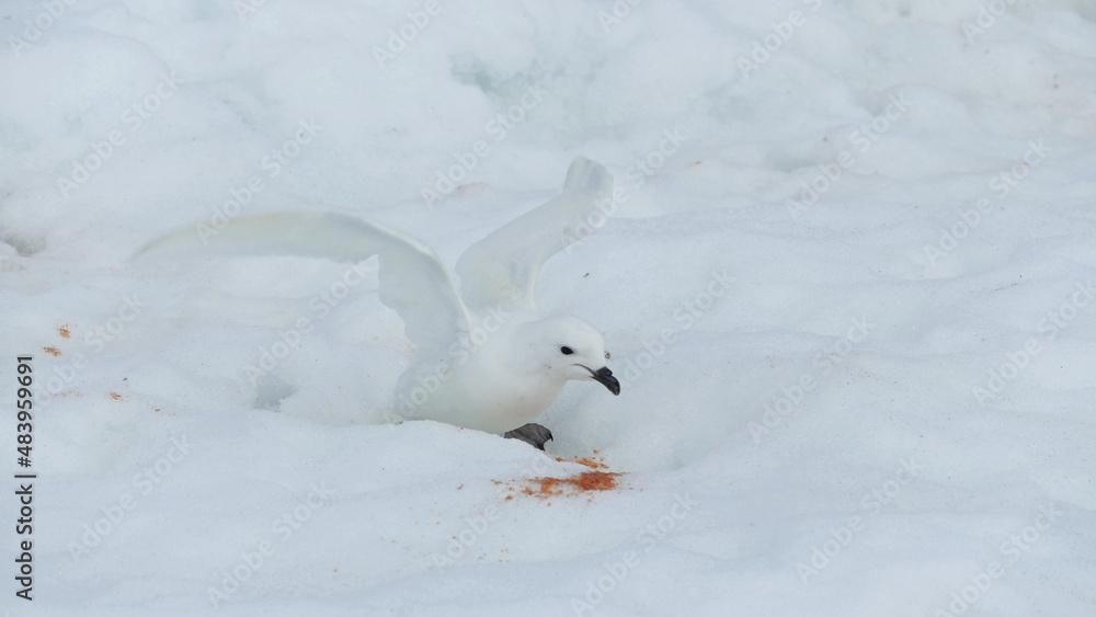 Snow petrel eating seal poop Snow petrel eating seal poop
