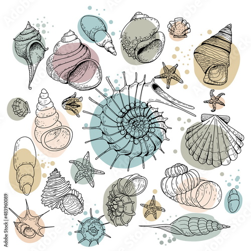 Set of colored shells. Set of seashells for background and desig