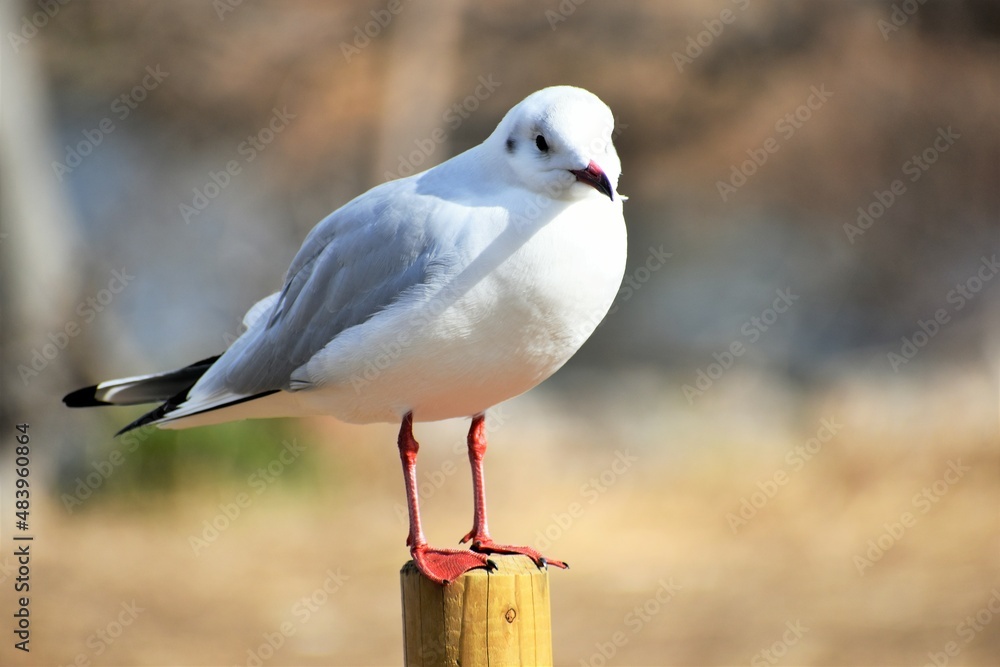 Fototapeta premium 琵琶湖のユリカモメ