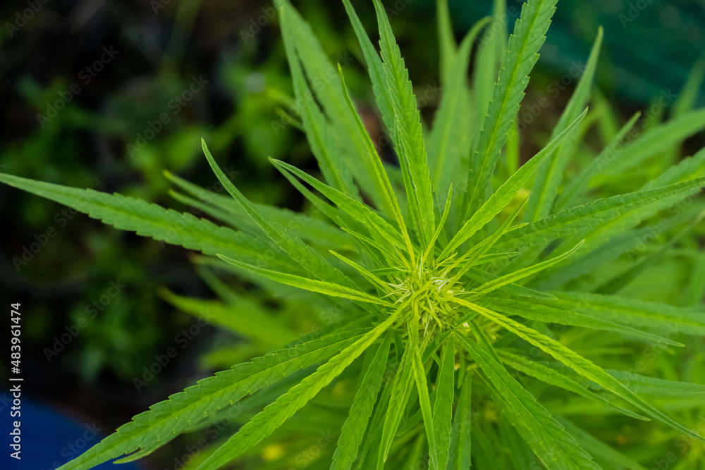 Green cannabis leaves, Green cannabis leaves,