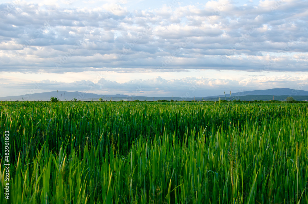 field with planting wheat. Young wheat in the countryside. Agriculture on the farm. Eco production. field with planting wheat. Young wheat in the countryside. Agriculture on the farm. Eco production.